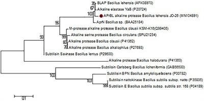 Cloning, Expression, and Structural Elucidation of a Biotechnologically Potential Alkaline Serine Protease From a Newly Isolated Haloalkaliphilic Bacillus lehensis JO-26